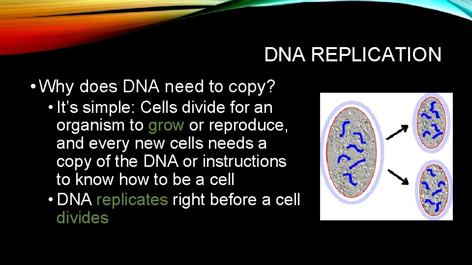 DNA REPLICATION • Why does DNA need to copy? • It’s simple: Cells divide