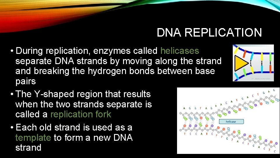 DNA REPLICATION • During replication, enzymes called helicases separate DNA strands by moving along