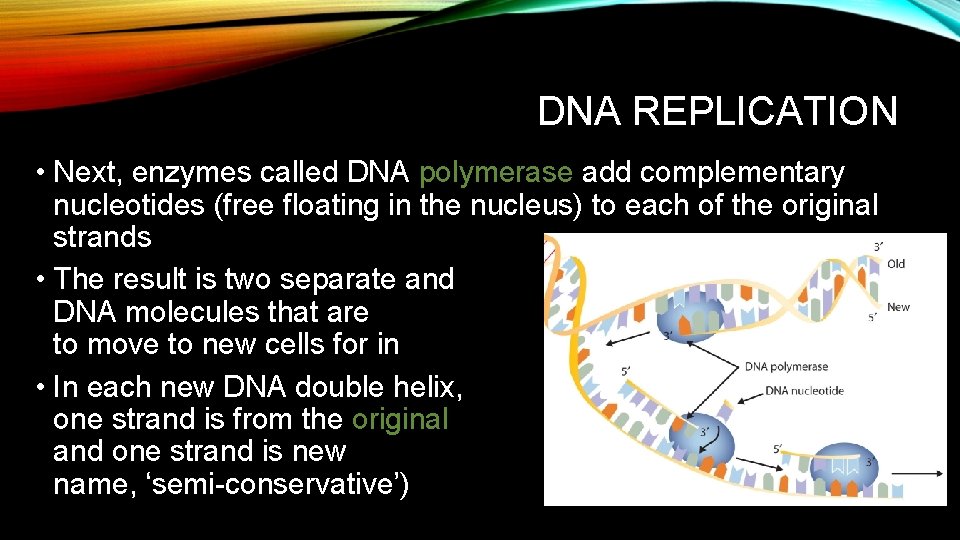 DNA REPLICATION • Next, enzymes called DNA polymerase add complementary nucleotides (free floating in