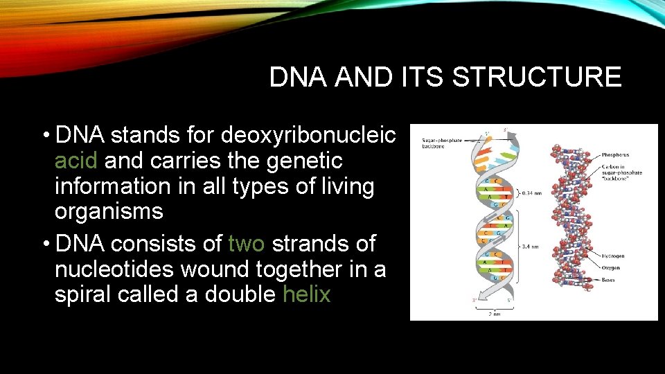 DNA AND ITS STRUCTURE • DNA stands for deoxyribonucleic acid and carries the genetic