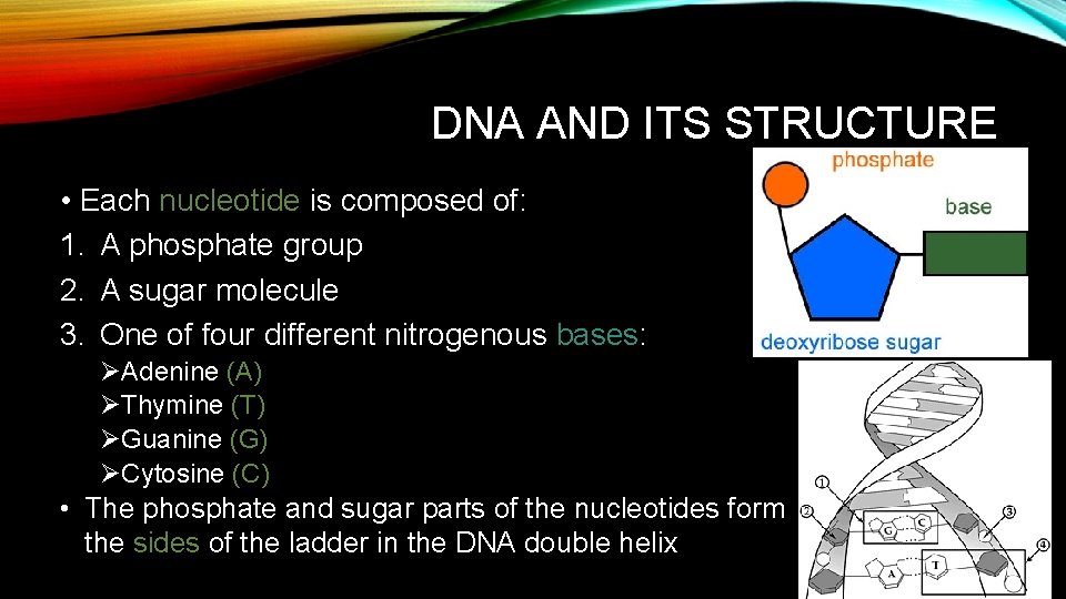 DNA AND ITS STRUCTURE • Each nucleotide is composed of: 1. A phosphate group