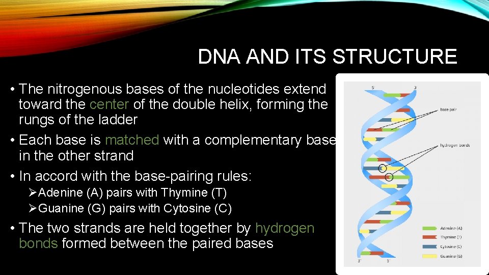 DNA AND ITS STRUCTURE • The nitrogenous bases of the nucleotides extend toward the