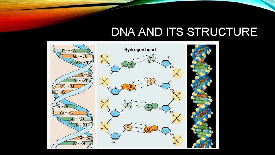 DNA AND ITS STRUCTURE 