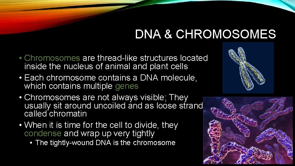 DNA & CHROMOSOMES • Chromosomes are thread-like structures located inside the nucleus of animal