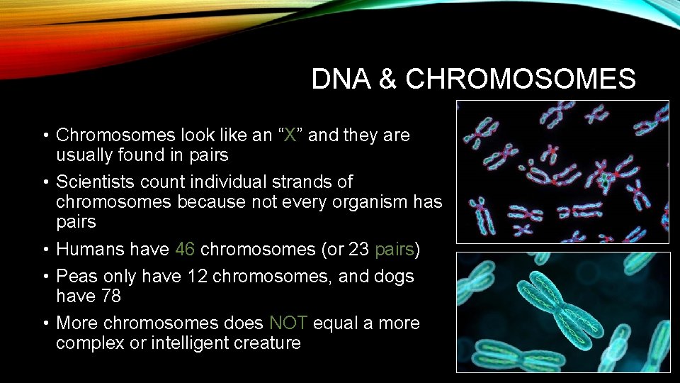DNA & CHROMOSOMES • Chromosomes look like an “X” and they are usually found