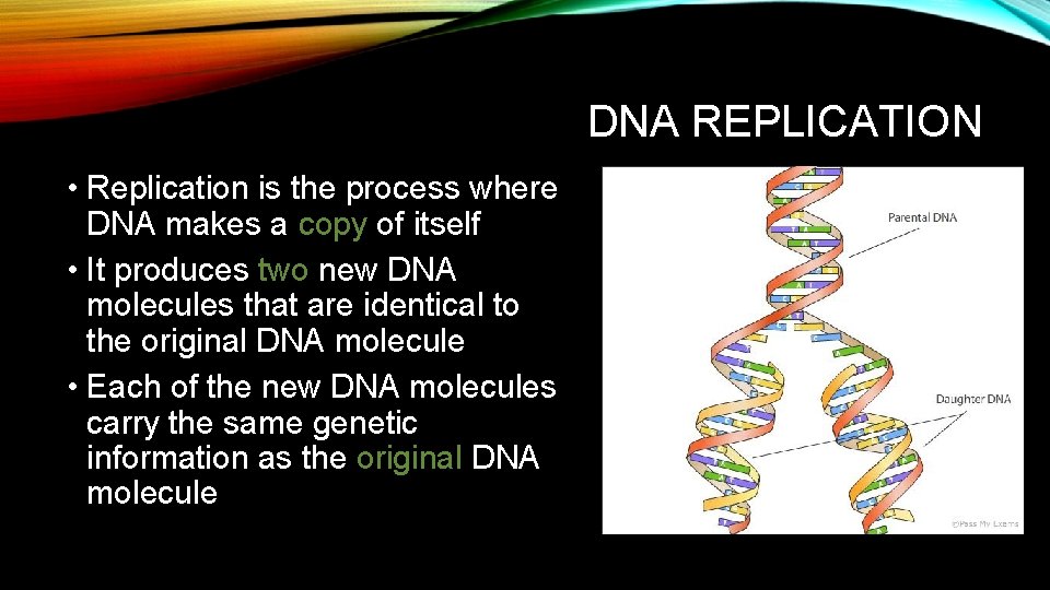 DNA REPLICATION • Replication is the process where DNA makes a copy of itself