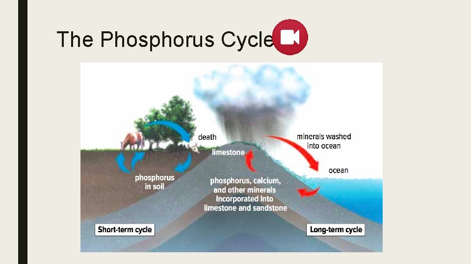 THE NITROGEN CYCLE Science 9 The Importance of