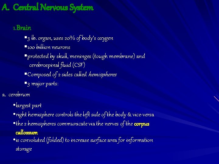 A. Central Nervous System 1. Brain § 3 lb. organ, uses 20% of body’s