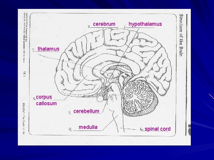 cerebrum hypothalamus corpus callosum cerebellum medulla spinal cord 
