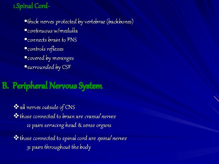 1. Spinal Cord§thick nerves protected by vertebrae (backbones) §continuous w/medulla §connects brain to PNS