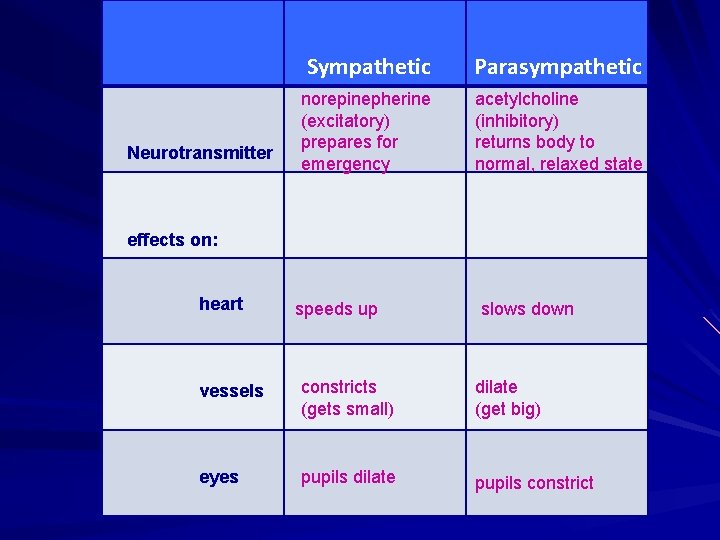 Neurotransmitter Sympathetic Parasympathetic norepinepherine (excitatory) prepares for emergency acetylcholine (inhibitory) returns body to normal,