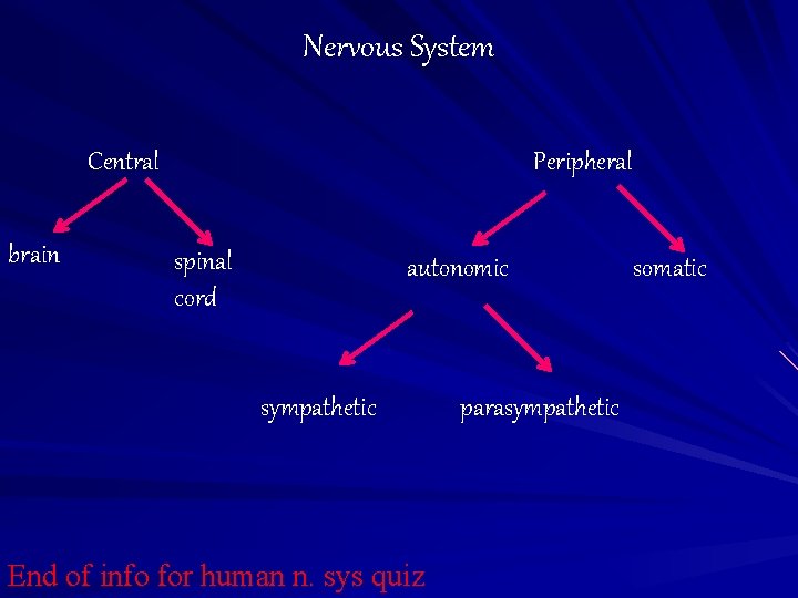 Nervous System Central brain Peripheral spinal cord autonomic sympathetic End of info for human