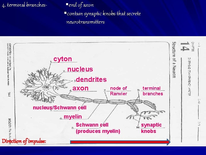 4. terminal branches- §end of axon §contain synaptic knobs that secrete neurotransmitters cyton nucleus