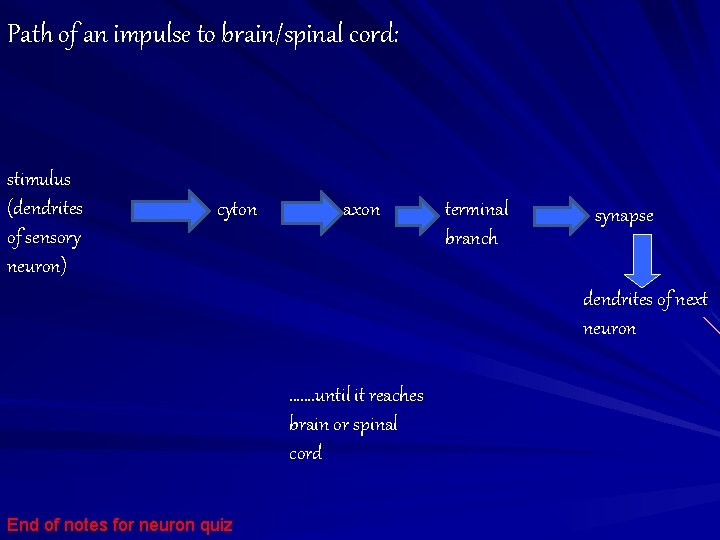 Path of an impulse to brain/spinal cord: stimulus (dendrites of sensory neuron) cyton axon