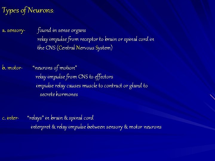 Types of Neurons: a. sensory- b. motor- c. inter- found in sense organs relay