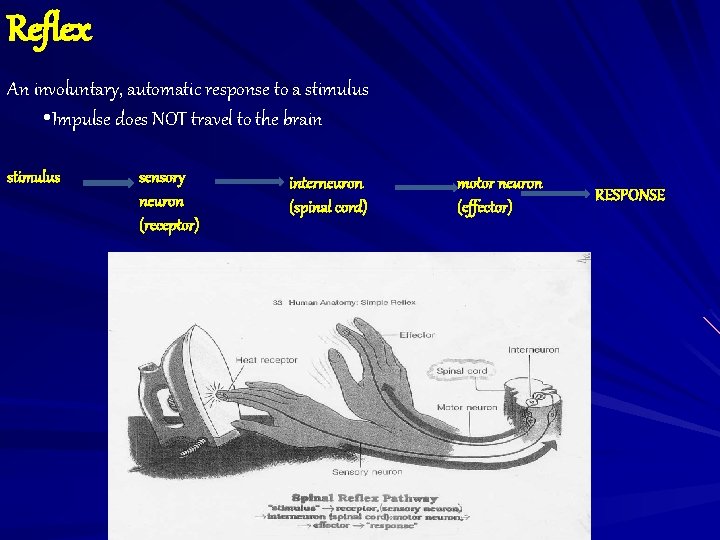 Reflex An involuntary, automatic response to a stimulus • Impulse does NOT travel to