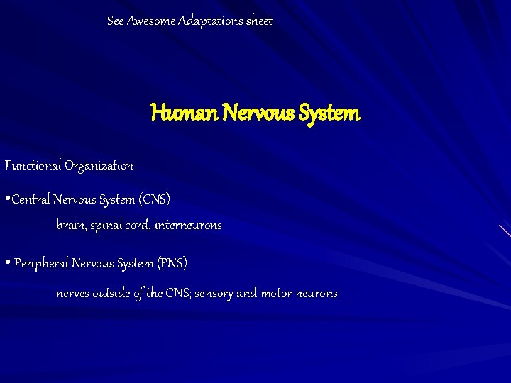 See Awesome Adaptations sheet Human Nervous System Functional Organization: • Central Nervous System (CNS)