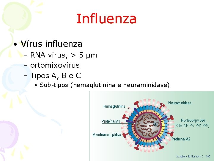 Influenza • Vírus influenza – RNA vírus, > 5 µm – ortomixovírus – Tipos