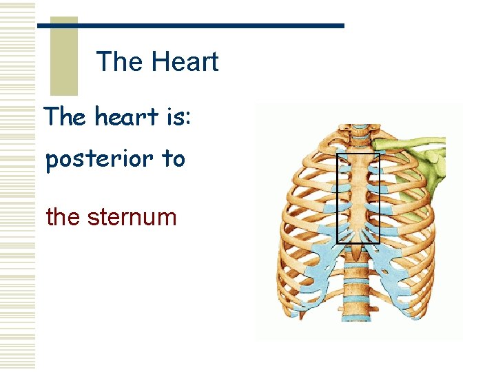 The Heart The heart is: posterior to the sternum  The Heart The heart is: posterior to the sternum