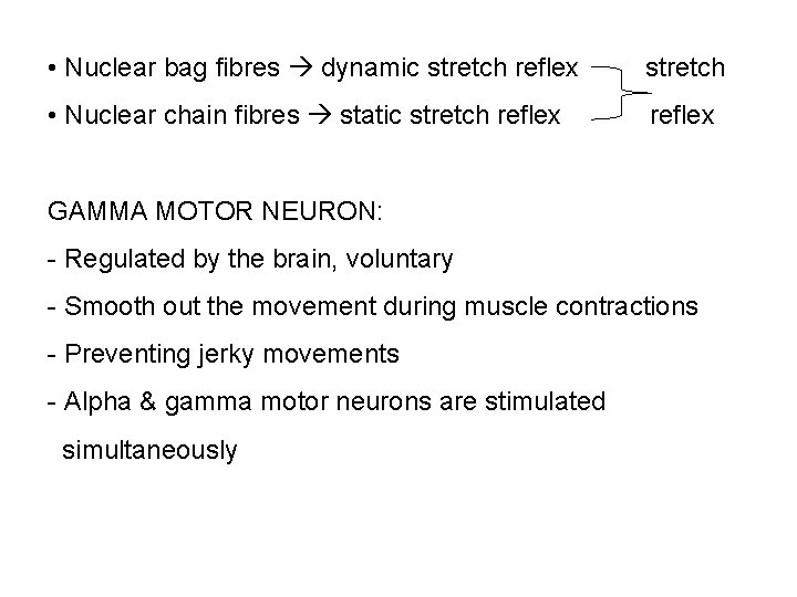  • Nuclear bag fibres dynamic stretch reflex stretch • Nuclear chain fibres static