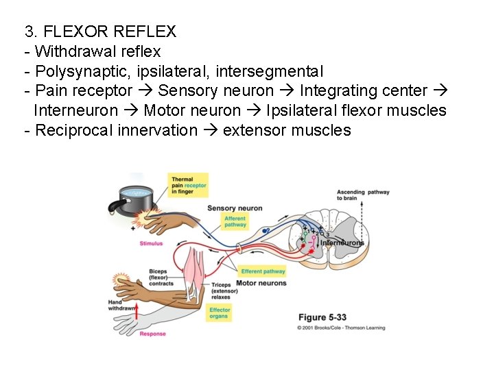 3. FLEXOR REFLEX - Withdrawal reflex - Polysynaptic, ipsilateral, intersegmental - Pain receptor Sensory