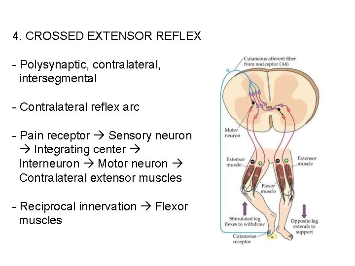 4. CROSSED EXTENSOR REFLEX - Polysynaptic, contralateral, intersegmental - Contralateral reflex arc - Pain