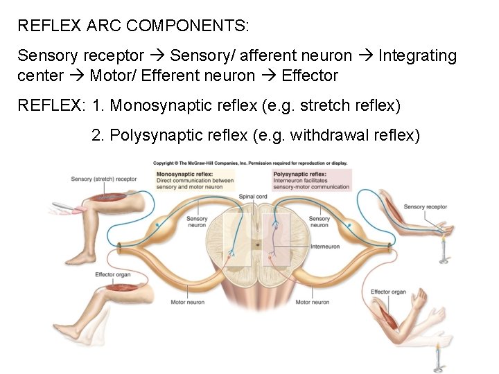 REFLEX ARC COMPONENTS: Sensory receptor Sensory/ afferent neuron Integrating center Motor/ Efferent neuron Effector