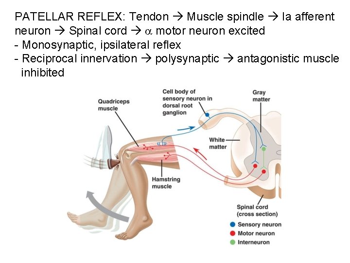 PATELLAR REFLEX: Tendon Muscle spindle Ia afferent neuron Spinal cord motor neuron excited -