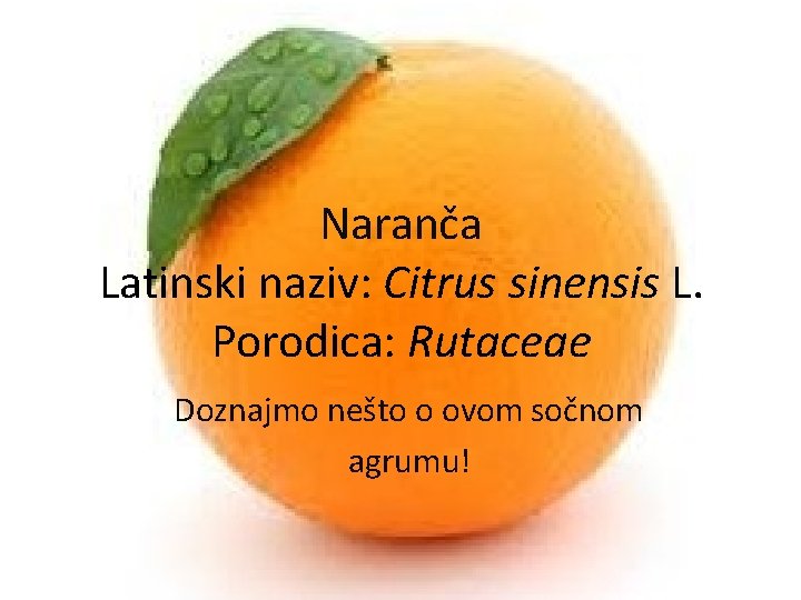 Naranča Latinski naziv: Citrus sinensis L. Porodica: Rutaceae Doznajmo nešto o ovom sočnom agrumu!