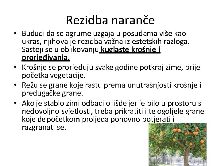 Rezidba naranče • Bududi da se agrume uzgaja u posudama više kao ukras, njihova