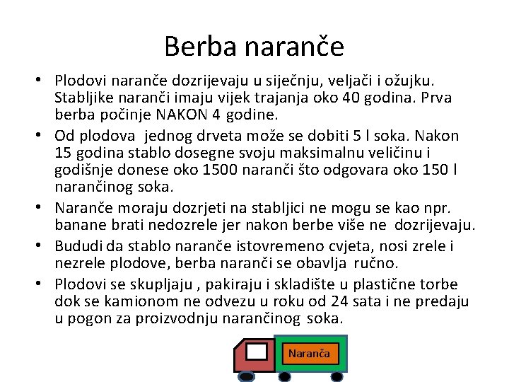 Berba naranče • Plodovi naranče dozrijevaju u siječnju, veljači i ožujku. Stabljike naranči imaju