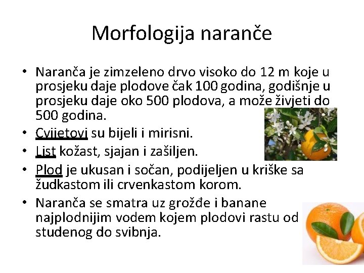 Morfologija naranče • Naranča je zimzeleno drvo visoko do 12 m koje u prosjeku