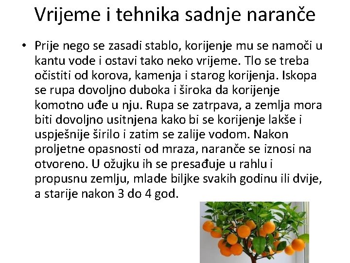 Vrijeme i tehnika sadnje naranče • Prije nego se zasadi stablo, korijenje mu se