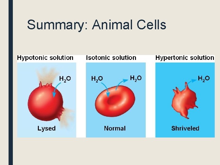 Summary: Animal Cells 