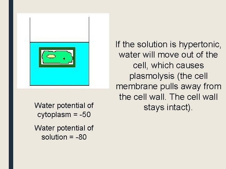 Water potential of cytoplasm = -50 Water potential of solution = -80 If the