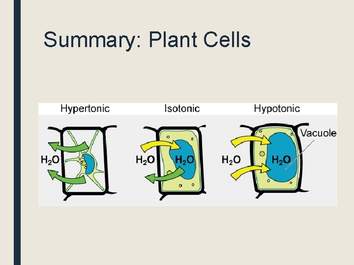 Summary: Plant Cells 