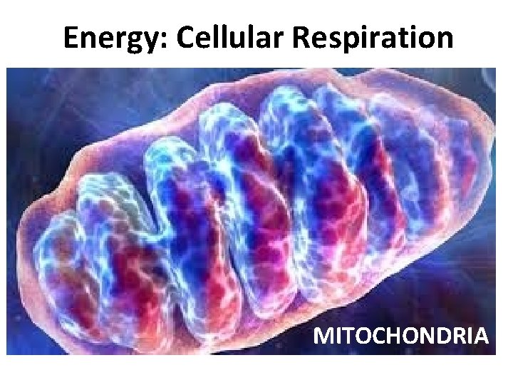 Energy: Cellular Respiration MITOCHONDRIA 