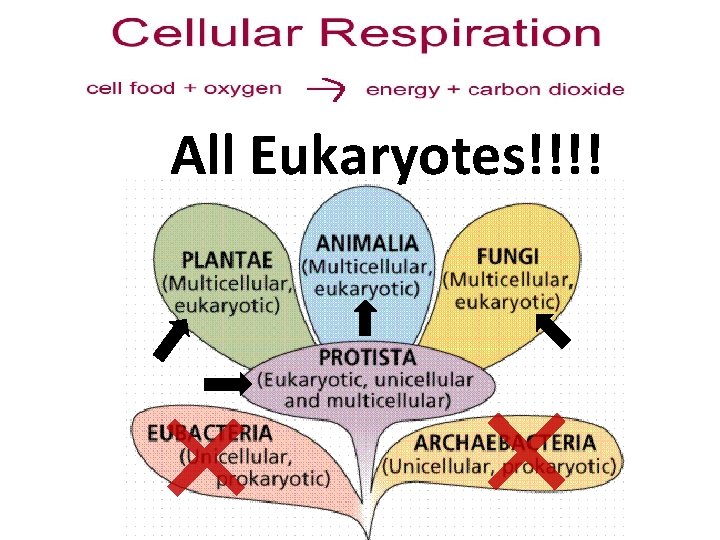 All Eukaryotes!!!! 
