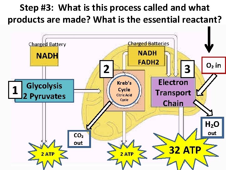 Step #3: What is this process called and what products are made? What is
