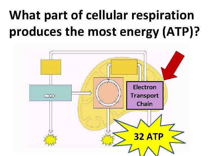 What part of cellular respiration produces the most energy (ATP)? Electron Transport Chain 32