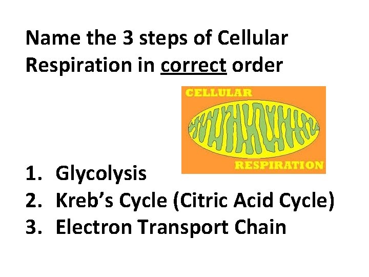 Name the 3 steps of Cellular Respiration in correct order 1. Glycolysis 2. Kreb’s