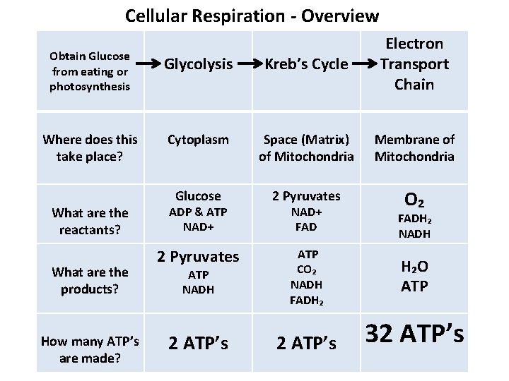 Cellular Respiration - Overview Obtain Glucose from eating or photosynthesis Glycolysis Kreb’s Cycle Electron