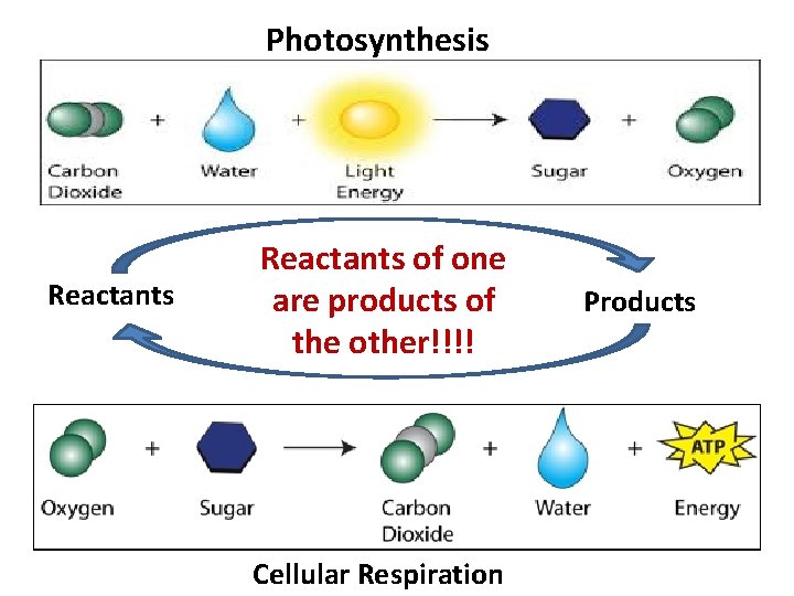 Photosynthesis Reactants of one are products of the other!!!! Cellular Respiration Products 