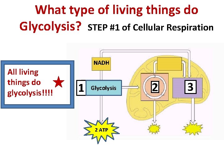 What type of living things do Glycolysis? STEP #1 of Cellular Respiration All living