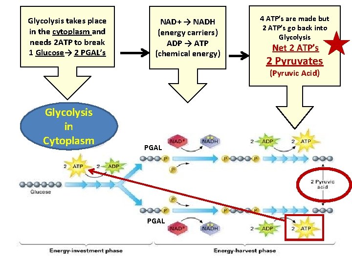 Glycolysis takes place in the cytoplasm and needs 2 ATP to break 1 Glucose→