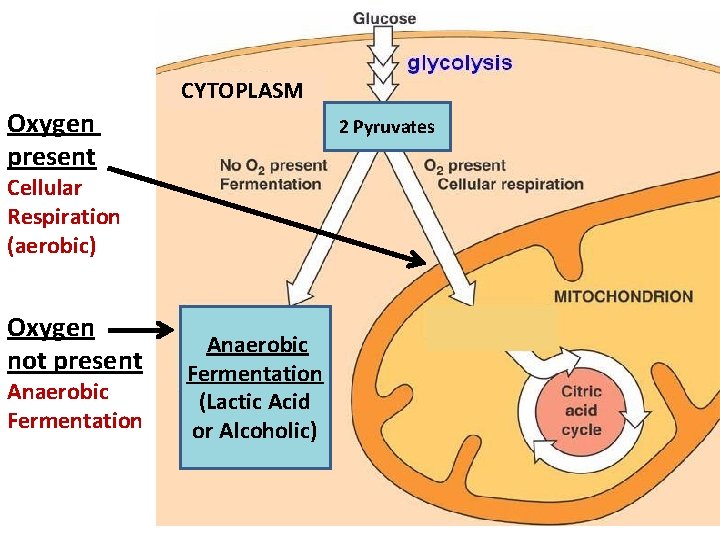 CYTOPLASM Oxygen present 2 Pyruvates Cellular Respiration (aerobic) Oxygen not present Anaerobic Fermentation (Lactic