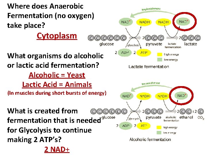 Where does Anaerobic Fermentation (no oxygen) take place? Cytoplasm What organisms do alcoholic or