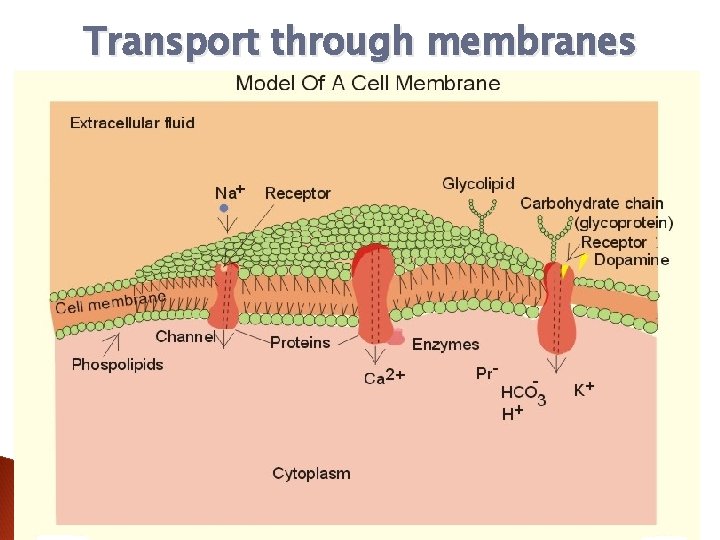 Transport through membranes 