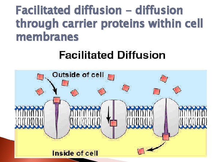 Facilitated diffusion - diffusion through carrier proteins within cell membranes 