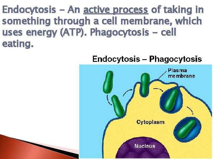 Endocytosis - An active process of taking in something through a cell membrane, which